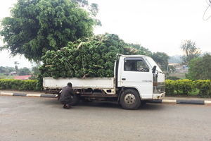 荷台いっぱいにバナナを積んだ白いトラック